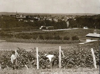 Vista a través de los viñedos en Hermann, Missouri